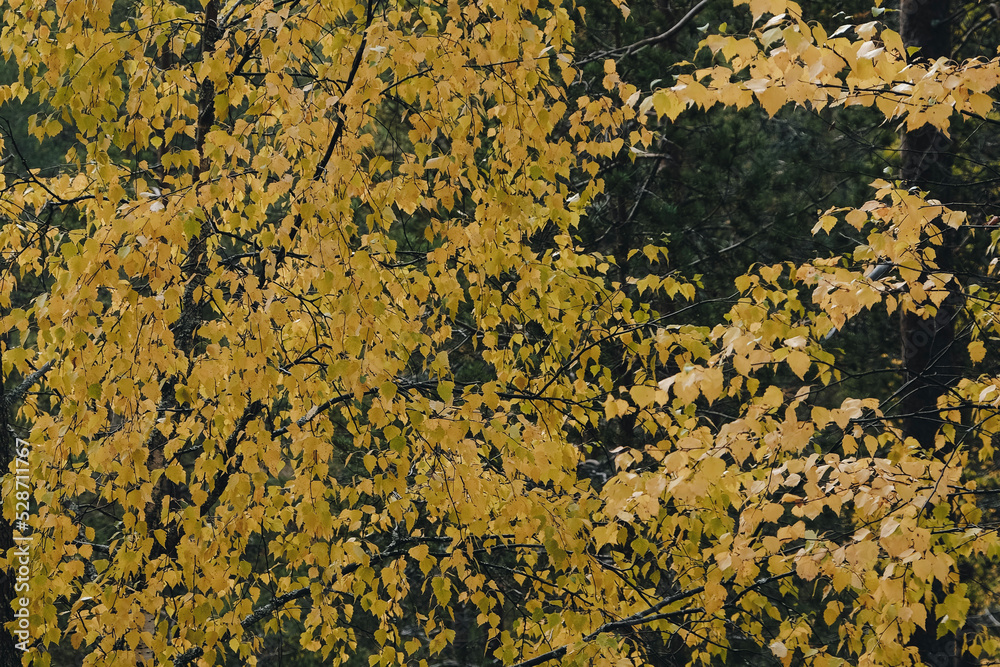 Yellow autumn leaves in the forest