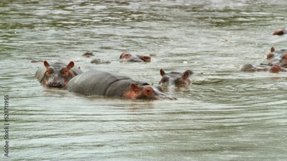 Huge black and brown Hippo animals wallowing in a lake in the wild. Huge black and brown Hippo animals wallowing in a lake in the wild.