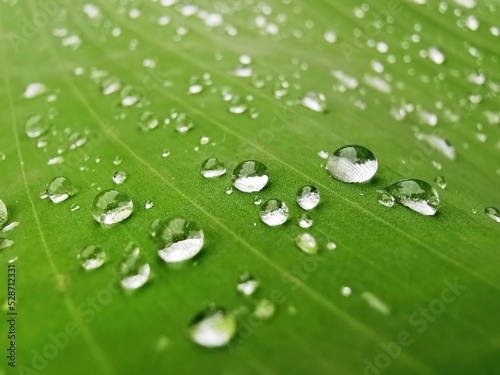 water droplets on banana leaves