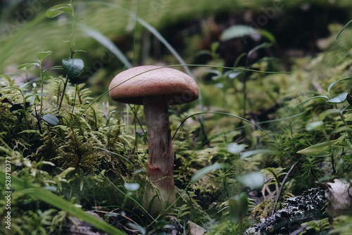 Wild mushroom in moss in autumn weather
