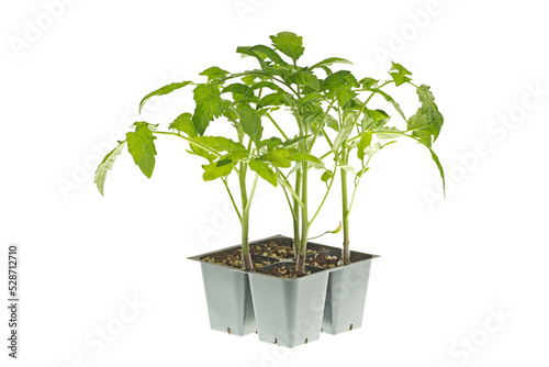 A pack of four tomato seedlings (Solanum lycopersicum or Lycopersicon esculentum) ready to be transplanted into a home garden isolated