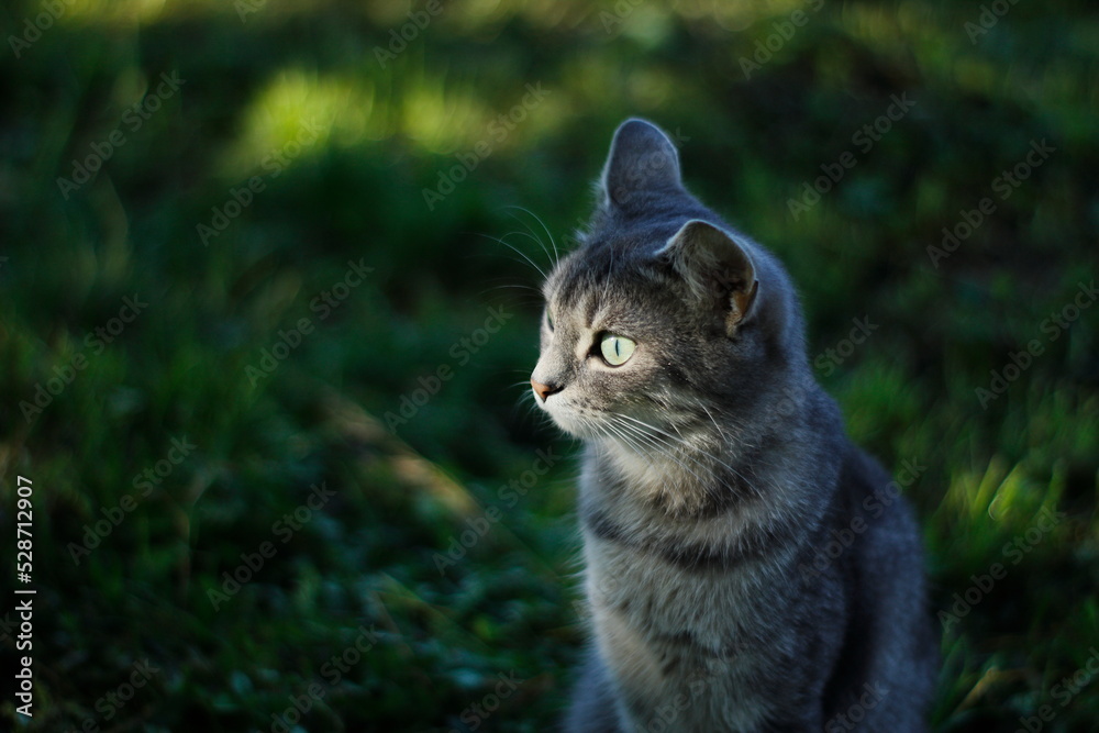 Cat in the garden with the sun on its face Cat in the garden with the sun on its face