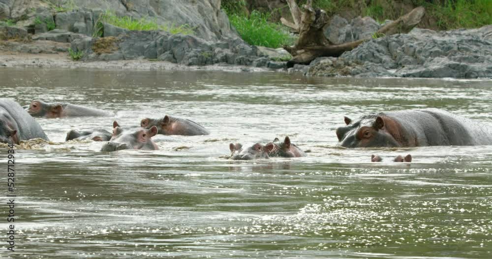 A slowed shot of Hippo animals swimming and playing in the water. A slowed shot of Hippo animals swimming and playing in the water.