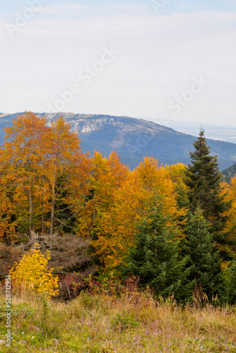 landscape from autumn