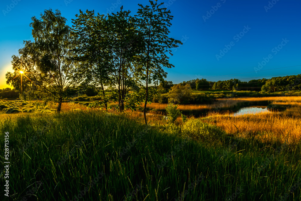Fototapeta premium the sunset behind the tree