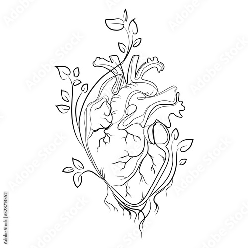 Anatomical human heart from which branches and leaves of trees grow Line art drawing vector illustration.Human heart black and white sketch,creative idea for tattoo,logo,print,icon and other design.