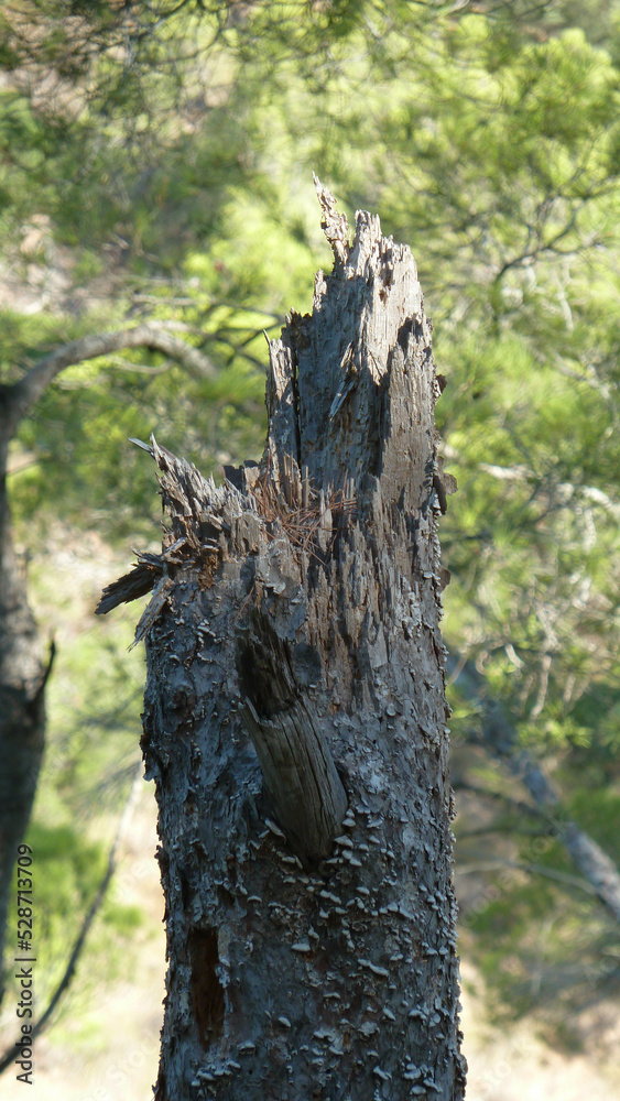 Obraz premium Albero