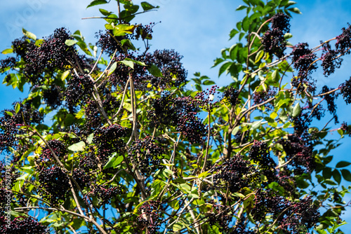 Bush of black elderberry with fruits.
Elderberry (Sambucus) is a genus of flowering plants in the Adoxaceae family. It is used in alternative medicine as a strengthening of the immune system, for weig photo