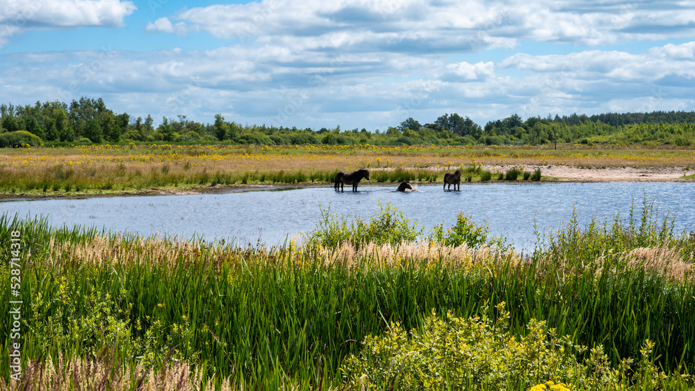 Horses taking a bath in the water pond, surronded by green fields of the national park, The Netherlands