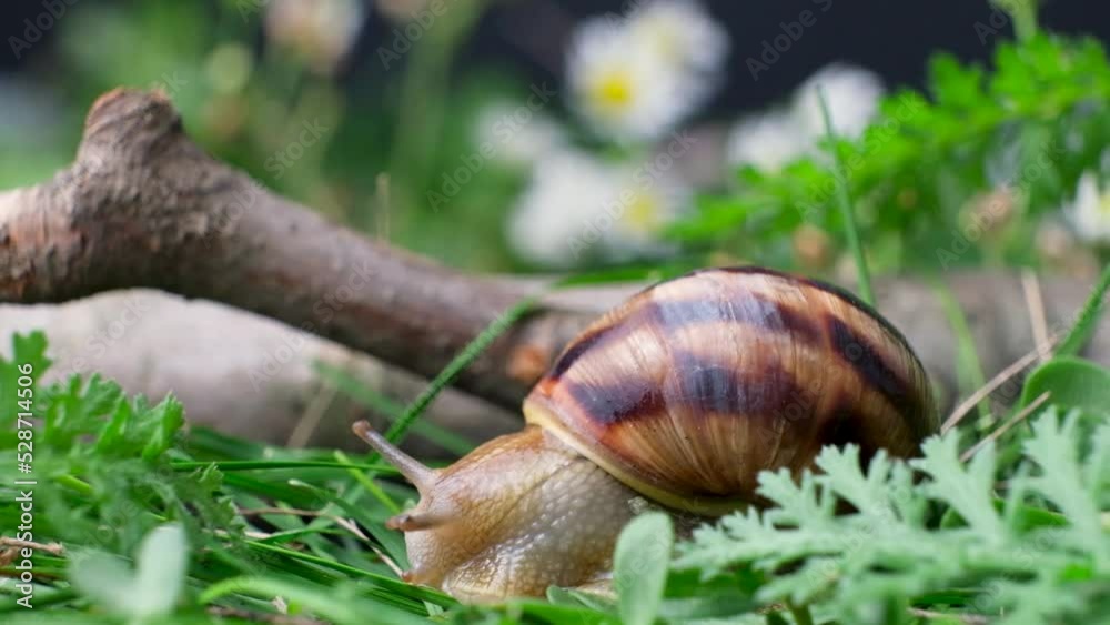 Helix pomatia snail leisurely crawls on the grass. Helix pomatia snail leisurely crawls on the grass.