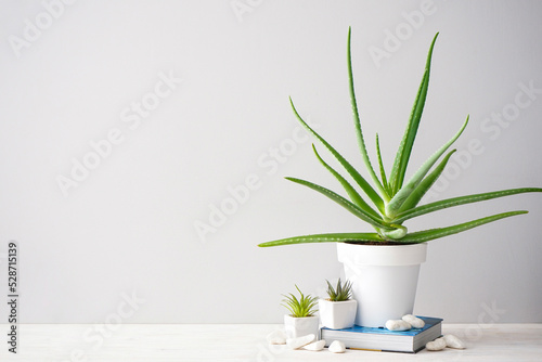 Aloe vera and succulent plants against a gray wall  space for text.