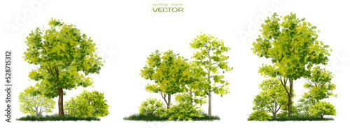Vector watercolor of tree side view isolated on white background for landscape  and architecture drawing, elements for environment and garden,botanical with grass for section 
