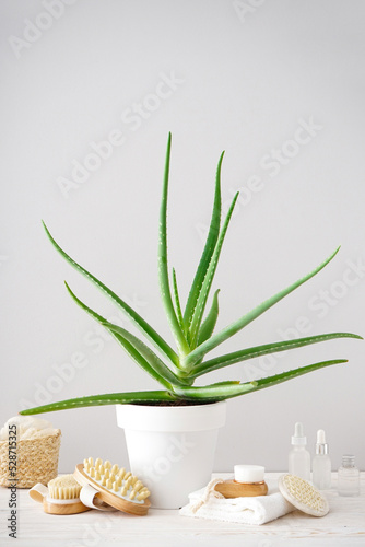 Aloe vera and composition of body care and beauty products on a gray background. Vertically.