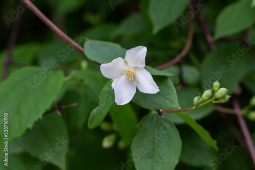 Philadelphus They are named mock-orange in reference to their flowers, flowers and jasmine Jasminum