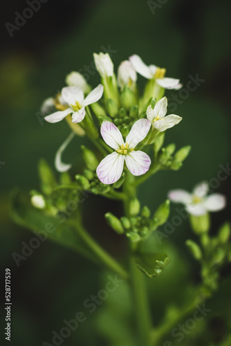 close-up of radish plant flowers in the garden, soft-focus background with copy space, macro