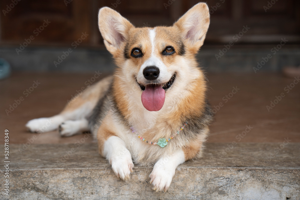 Corgi smiling puppy dog sitting in front of the house in summer sunny day, close up