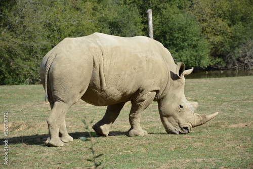 Rhinoc  ros blanc