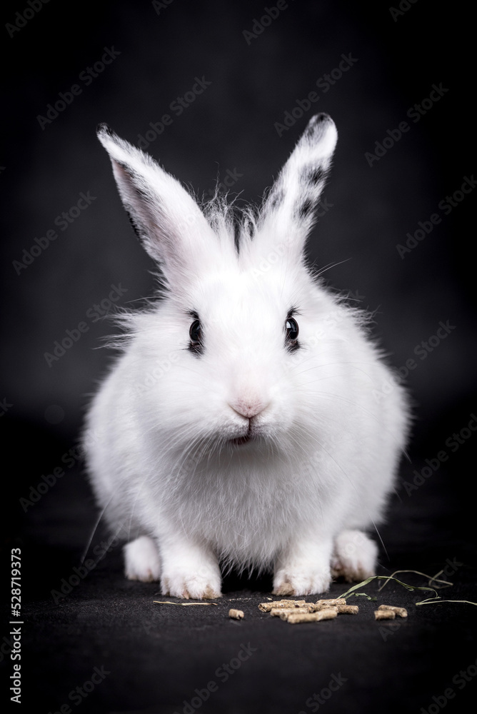 The portrait of white rabbit