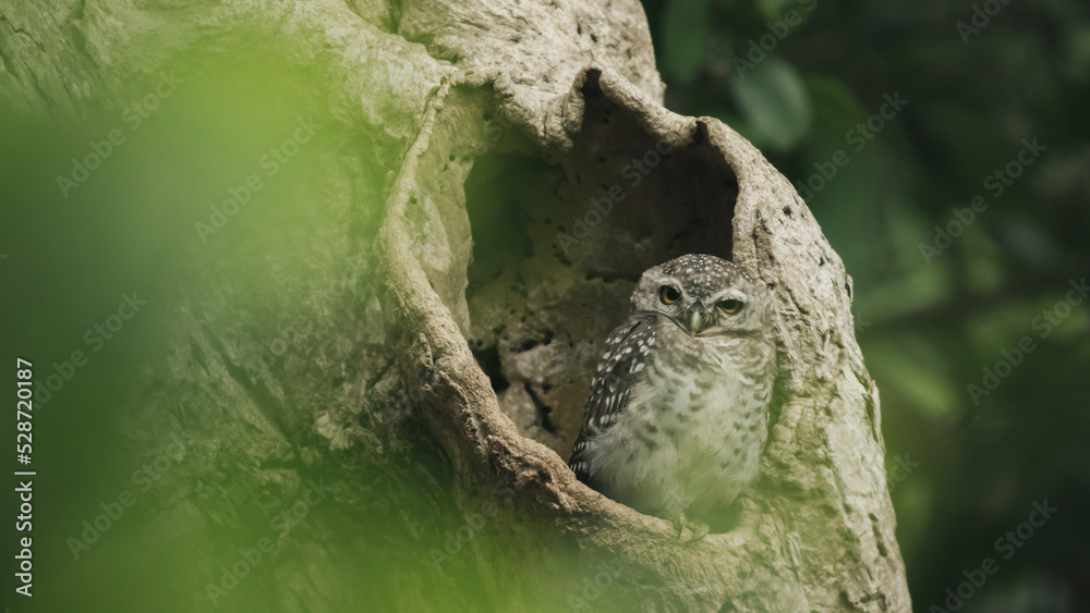 Little Owl stand out of the hollow on an old tree.