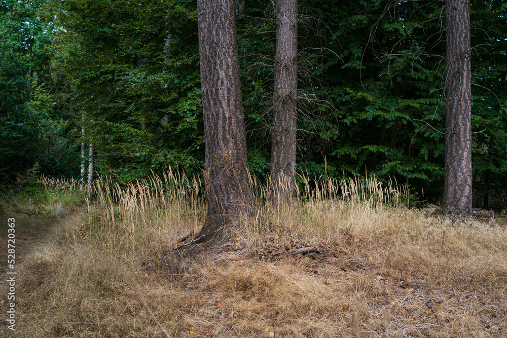 Obraz premium Wald, Holz, Lichtung Gras