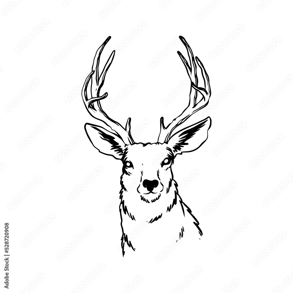 Deer head illustration hand drawn design Deer head illustration hand drawn design