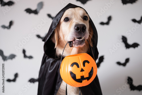 Fototapeta A dog dressed in a witch costume for Halloween