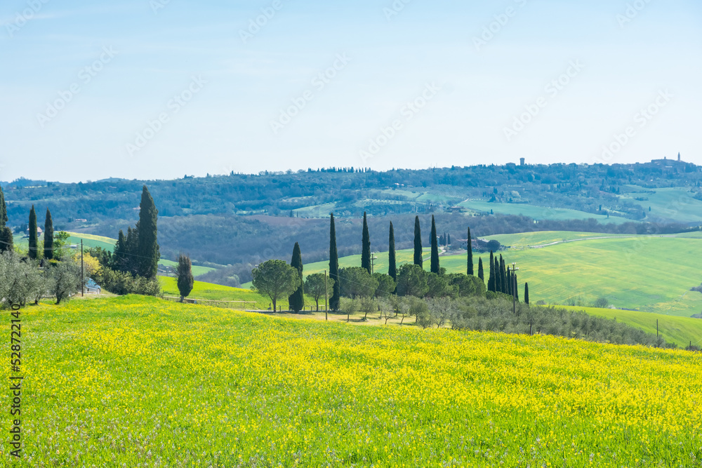 Yellow and green meadow in Tuscany,  Italy