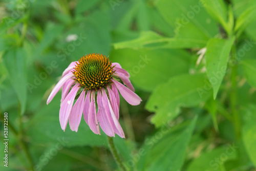 Purple coneflower (Echinacea purpurea) blooming outdoors.