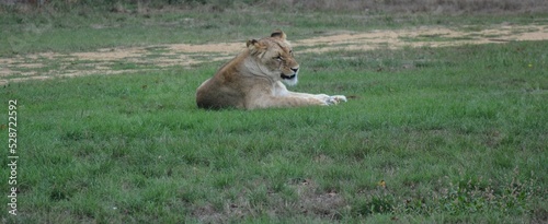 Lions, lionnes, lionceaux d'Angola