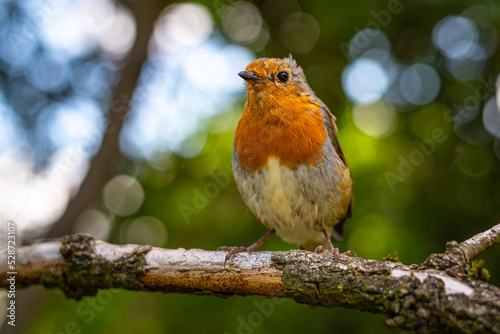 robin in the tree with a bokeh background © Nathan P Taylor