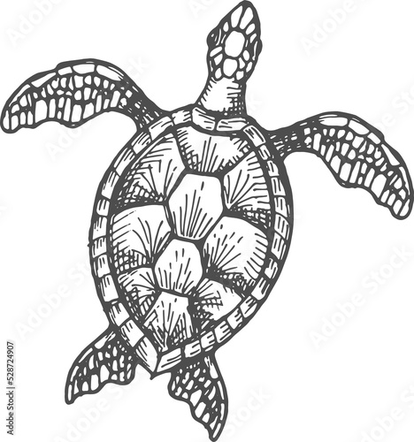 Canvastavla Sketch turtle isolated wood tortoise, sea reptile