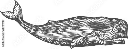 Humpback whale isolated spermwhale sketch icon