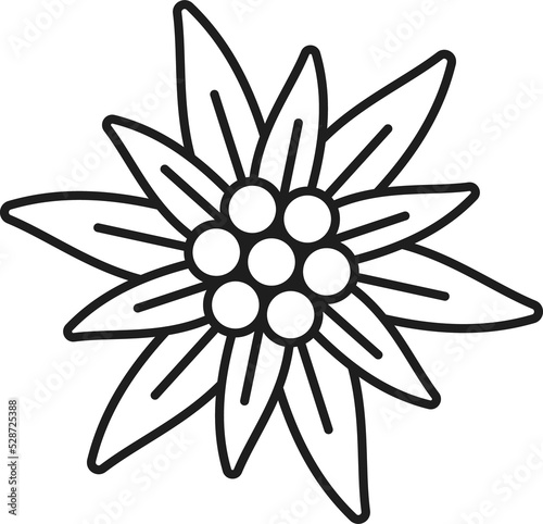 Alps edelweiss flower isolated thin line icon