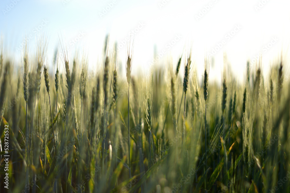 crop wheat