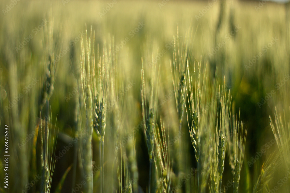 crop wheat crop wheat