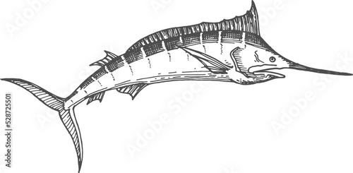 Broadbill fish sword like snout isolated swordfish photo