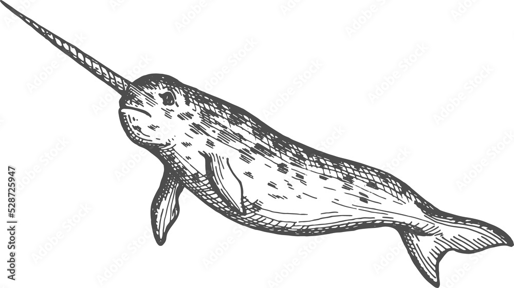Fototapeta premium Narwhale or narwhal whale isolated large fish icon