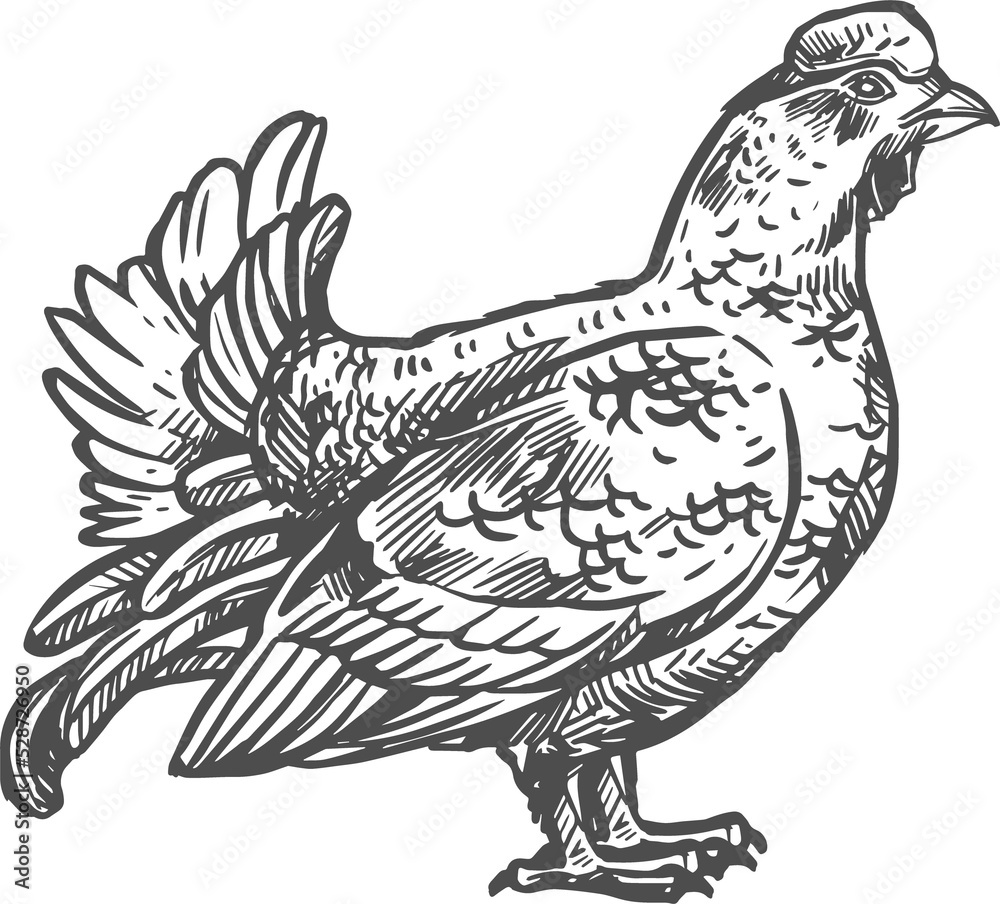 Obraz premium Sketch black grouse vector wild forest bird