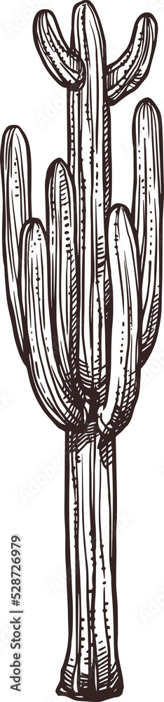 Mexican cactus sketch, Cinco de Mayo holiday party Mexican cactus sketch, Cinco de Mayo holiday party