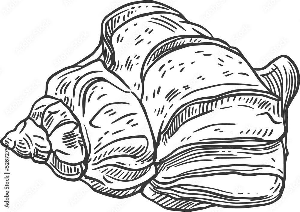 Sketch sea shell, mollusk conch isolated creature Sketch sea shell, mollusk conch isolated creature