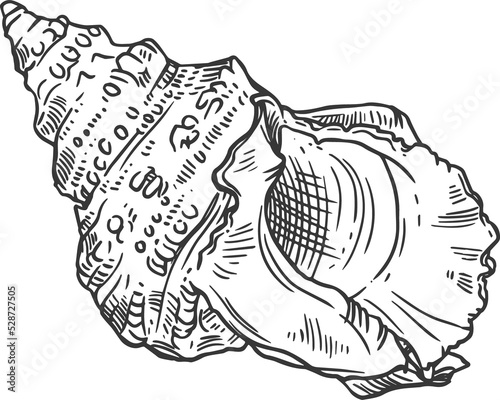 Sketch sea shell, vector ribbed cantharus conch photo