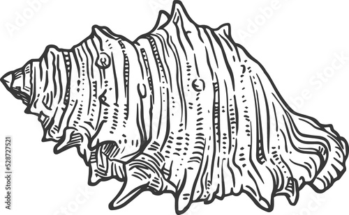 Sketch sea shell  conch isolated vector mollusk