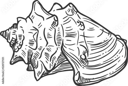 Fototapeta Sketch sea shell, underwater mollusk clam conch