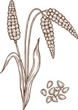 Broomcorn millet plant and grains isolated icon
