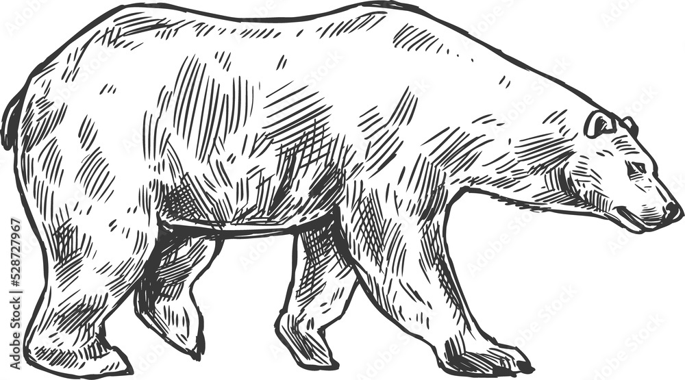 Fototapeta premium Sketch bear, grizzly wild animal walking beast