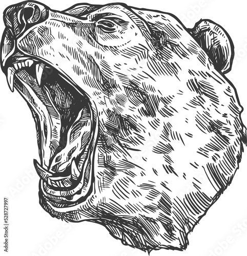 Sketch grizzly bear roaring head  wild animal