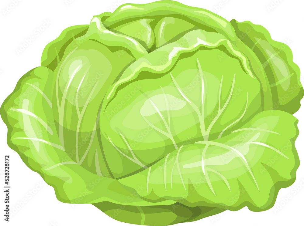 White cabbage head vector fresh plant vegetable White cabbage head vector fresh plant vegetable