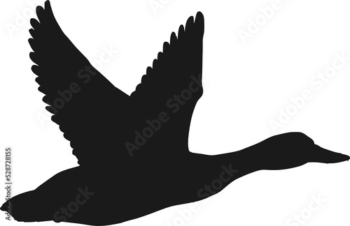 Fotografie, Obraz Duck flying black silhouette, mallard vector icon