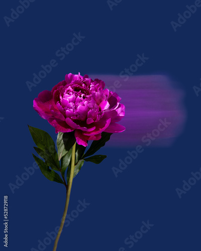 Single pink peony on a dark blue background  long exposure  selective focus fantasy motion effect  motion blur.
