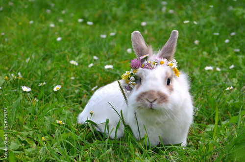Fototapeta Naklejka Na Ścianę i Meble -  white bunny -pet with light brown spots in wreath of wild flowers : daisies ,dandelions and clovers sits on green grass background. Portrait of  white rabbit with spots outdoors photo. Free copy space
